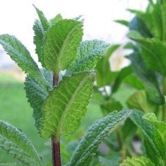 Yoğun Kokulu Mentha Nane Fidesi Mentha Mint (5 Adet)