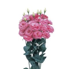 Katmerli Pink (Pembe) Lisianthus Çiçeği Tohumu (5 tohum)