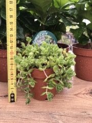 Crassula Spanning 8.5 Luk Saksıda Sarkan