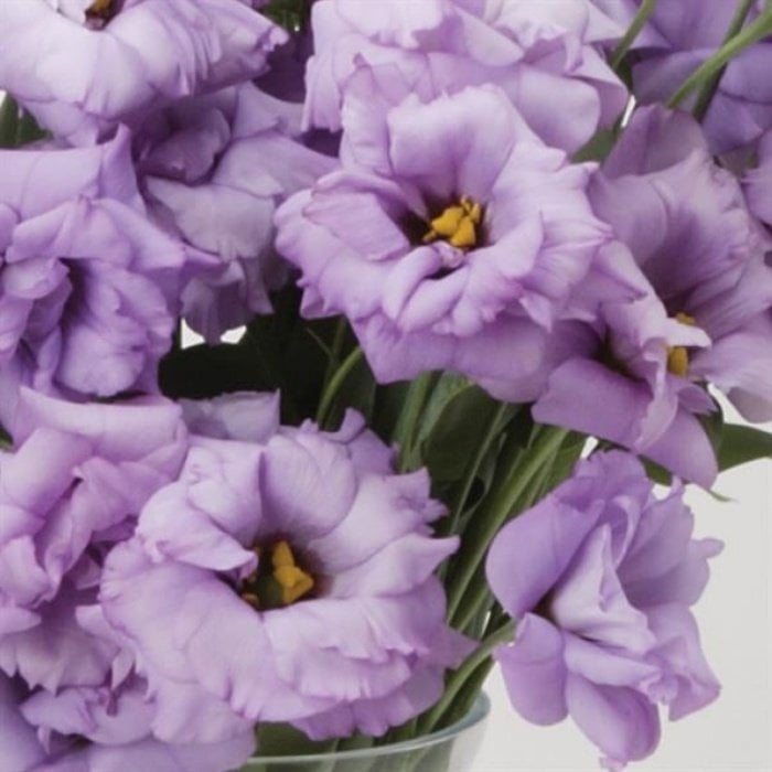 Katmerli Lavander (Lavanta) Lisianthus Çiçeği Tohumu (5 tohum)