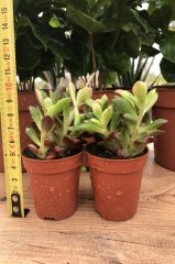 Anacampseros Telephiastrum Succulent Güneşte Kızarır