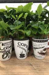 Kupada Kahve Ağacı Bitkisi Coffee Arabica İthal Ürün