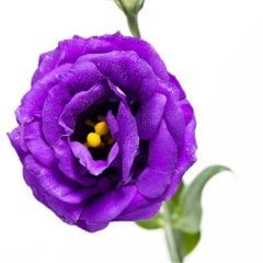 Advantage Purple (Mor) Katmerli Lisianthus Çiçeği Fidesi (5 Adet)