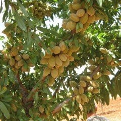 Tüplü Aşılı Tam Bodur Bol Verimli Marta Badem Fidanı