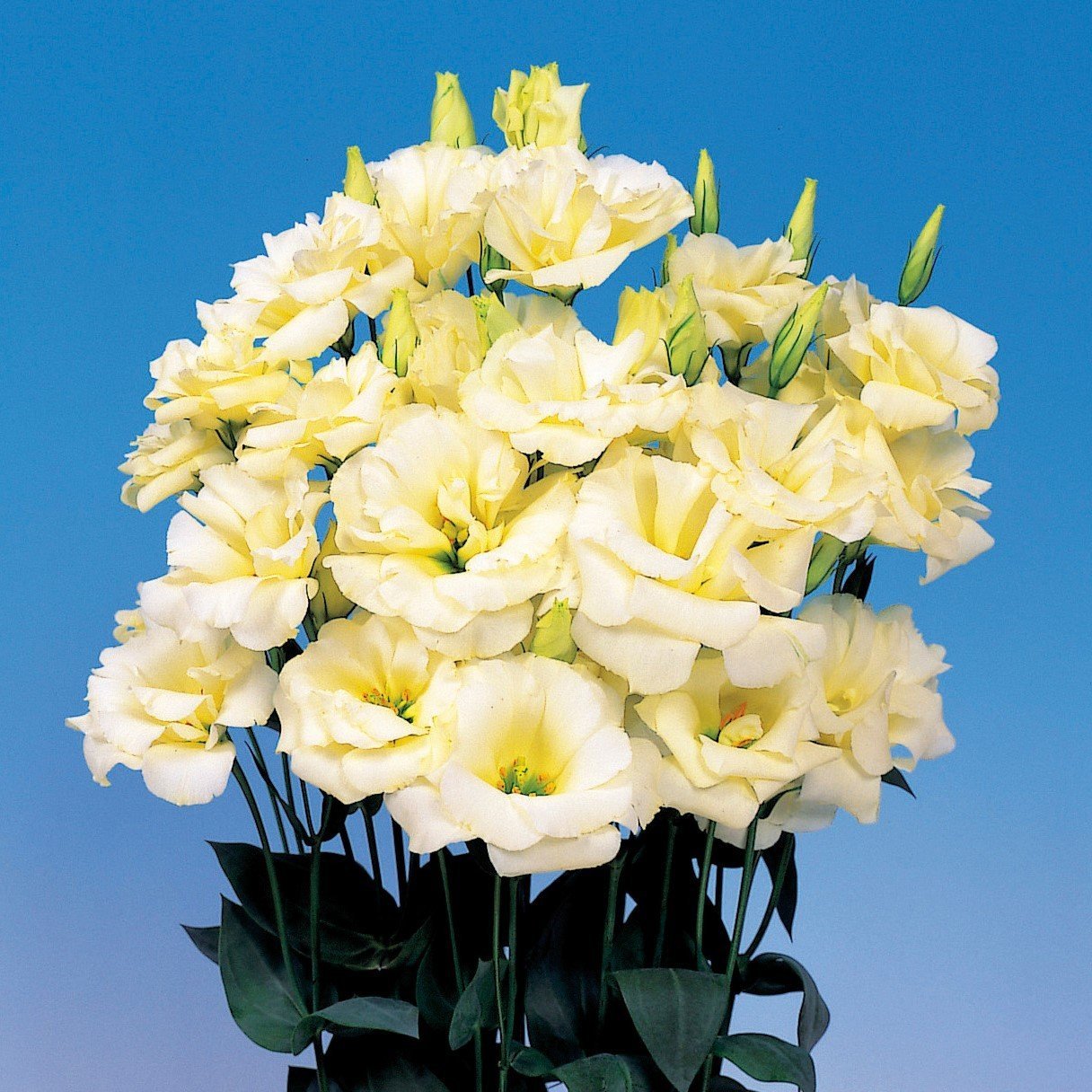 Chacon Yellow (Sarı) Katmerli Lisianthus Çiçeği Fidesi (5 Adet)