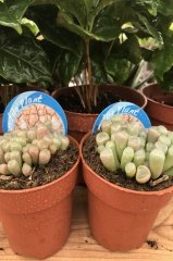 Pink Frithia Pulchra Cactus Taş Kaktüs Bitkisi (8.5 luk Saksıda)