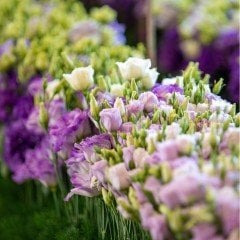 Mixed Karışık Renk Katmerli Lisianthus Çiçeği Fidesi (5 Adet)