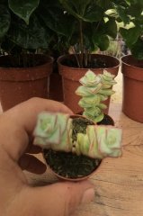 Crassula Perforata Succulent Katlı Büyüyen Nadir Sukulent Bitkisi  (5.5 luk Saksıda)