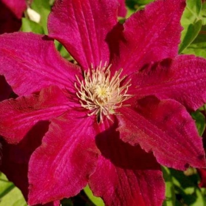Kırmızı Orman Asması Çiçeği Solidarnosc Clematis Çiçeği (1 Kök)