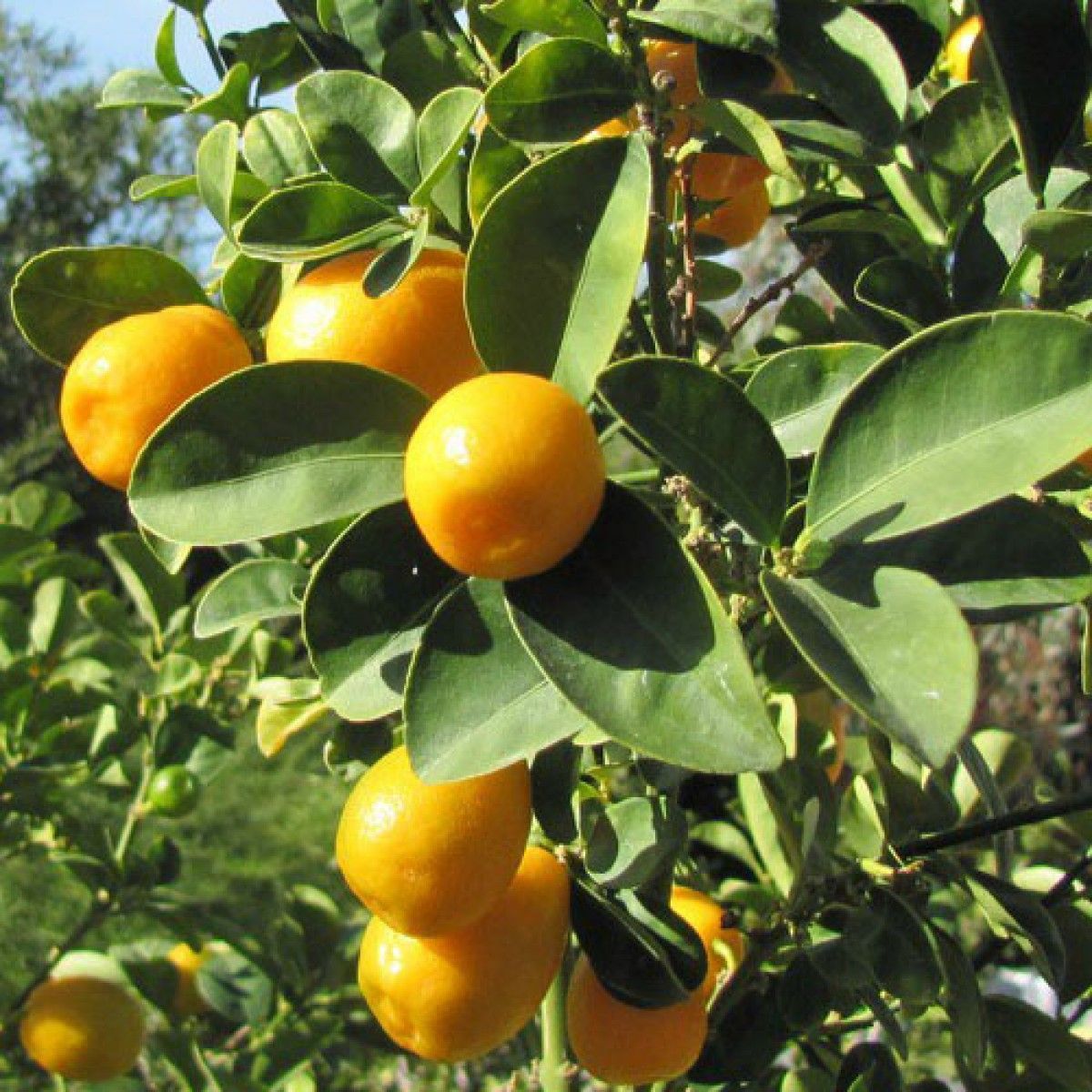 Tüplü Vitamin Deposu Yuvarlak Kamkat Fidanı-5 Yaşlı Meyveli