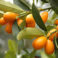 Tüplü Saksıda Nagami Kamkat Fidanı-5 Yaşlı Meyveli