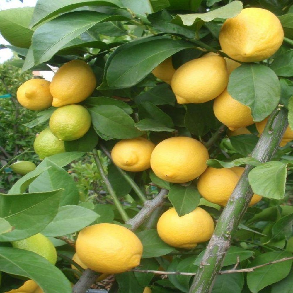 Tüplü Aşılı Büyük Meyveli  Euroka Limon Fidanı