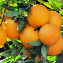 Tüplü Aşılı Sofralık Aromatik Rize Portakalı Fidanı