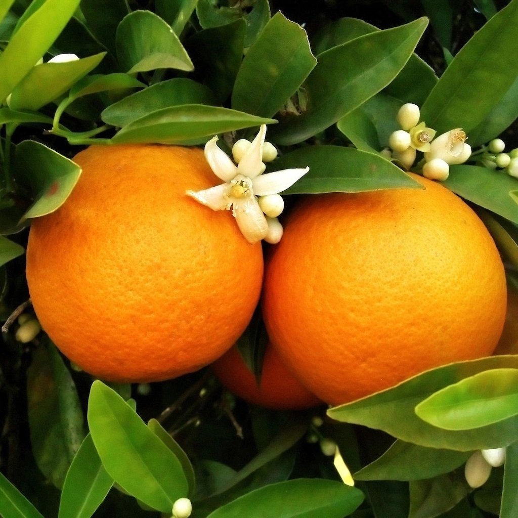 Tüplü Aşılı Verimli Aromatik Tatlı Şeker Portakalı Fidanı