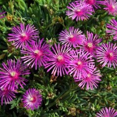 Sarkıcı Mor Buz Çiçeği Fidesi Delasporma Purple (3 Adet)