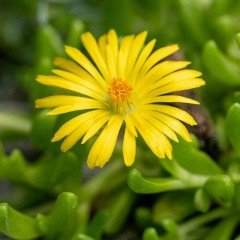 Sarkıcı Sarı Buz Çiçeği Fidesi Delasporma Yellow (3 Adet)