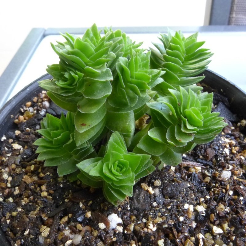 Crassula Hibrit Sukulent Özel Üretim (5. Luk Saksıda)