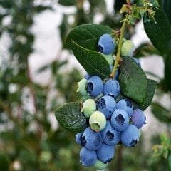 Tüplü Yüksek Verimli Blue Gold Yaban Mersini Fidesi (3 Adet)