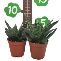 Gasteraloe Flow Howarthia Sukulent Özel Üretim (5.5 Luk Saksıda)