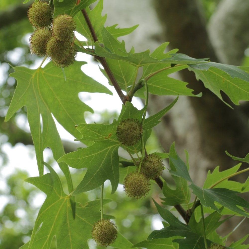 Tüplü Anadolu Çınar Ağacı (Platanus orientalis) Fidanı (250-300 cm)