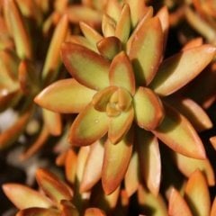 Sedum Adolphii Sukulent Özel Üretim (5.5 Luk Saksıda)