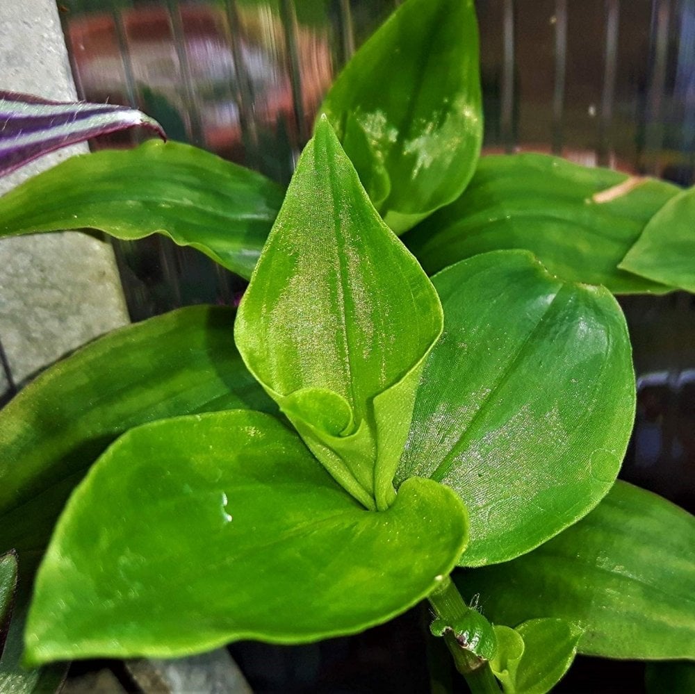 Tradescantia Flumensis Telgraf Çiçeği Fidesi (5 Adet)