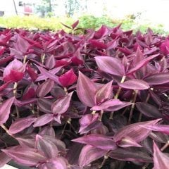 Tradescantia Zebrina Purple Wonder Telgraf Çiçeği Fidesi (5 Adet)