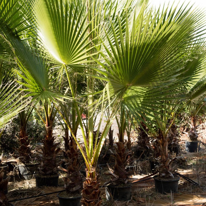 Tüplü Washingtonia Robusto Palmiye Ağacı Fidanı (20-40 cm)