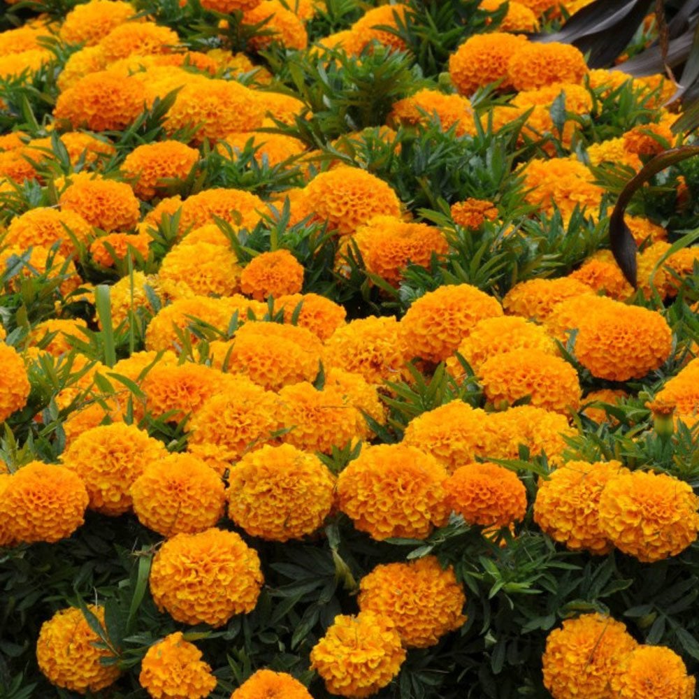 Turuncu Tagetes Kadife Çiçeği Tohumu (50 Tohum)