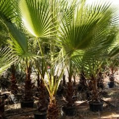 Tüplü Washingtonia Robusto Palmiye Ağacı Fidanı (100-150 cm)