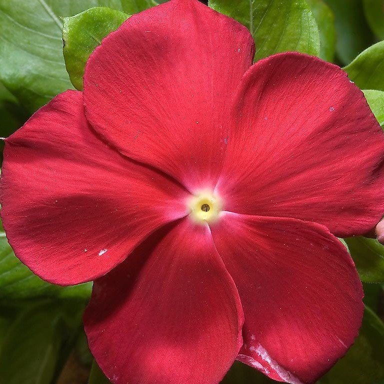 Vinca Deep Rose Rozet Çiçeği Tohumu (20 tohum)