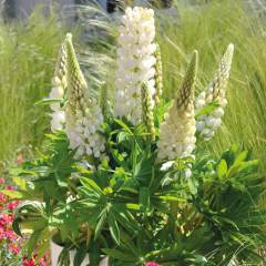 White Lupin Beyaz Acı Bakla Çiçeği Tohumu (30 Tohum)