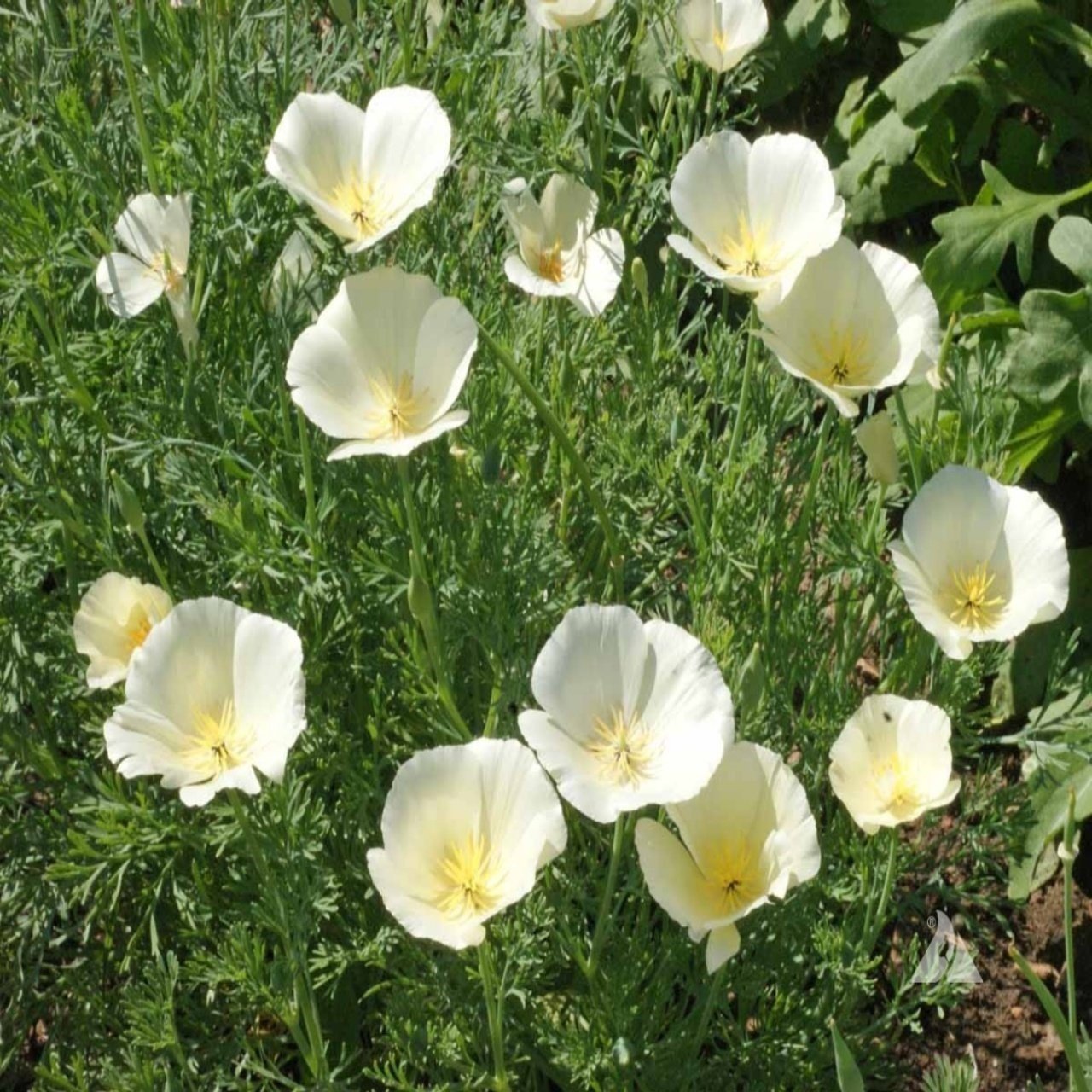 Bodur Kuğu Beyazı Gelincik Çiçeği Tohumu(100 tohum)