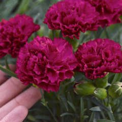Chabaud Kırmızı Karanfil Çiçeği Tohumu (70 adet)
