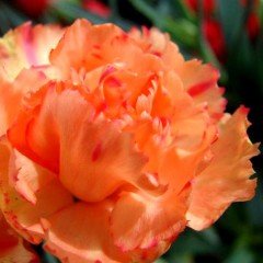Chabaud Turuncu Karanfil Çiçeği Tohumu (70 adet)