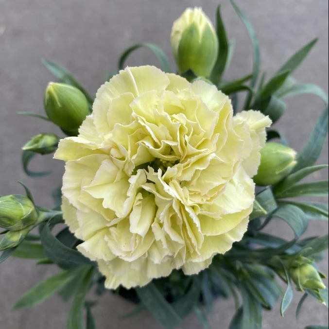 Chabaud Sarı Karanfil Çiçeği Tohumu(70 adet)