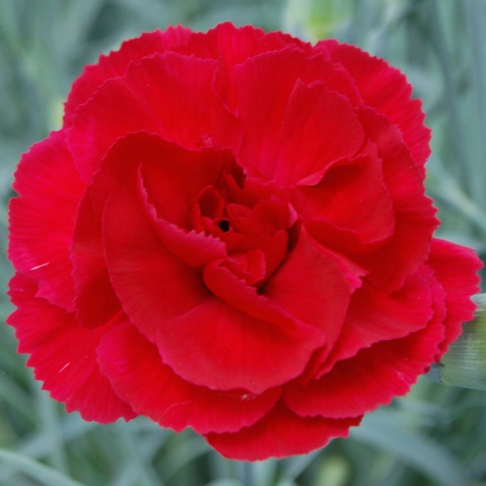 Chabaud Keskin Kırmızı Karanfil Çiçeği Tohumu (70 adet)