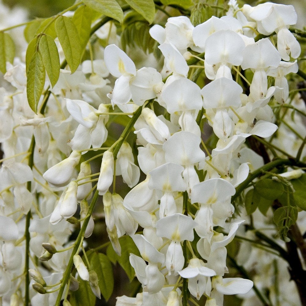 Tüplü Wisteria Alba Beyaz Renkli Mor Salkım Fidanı