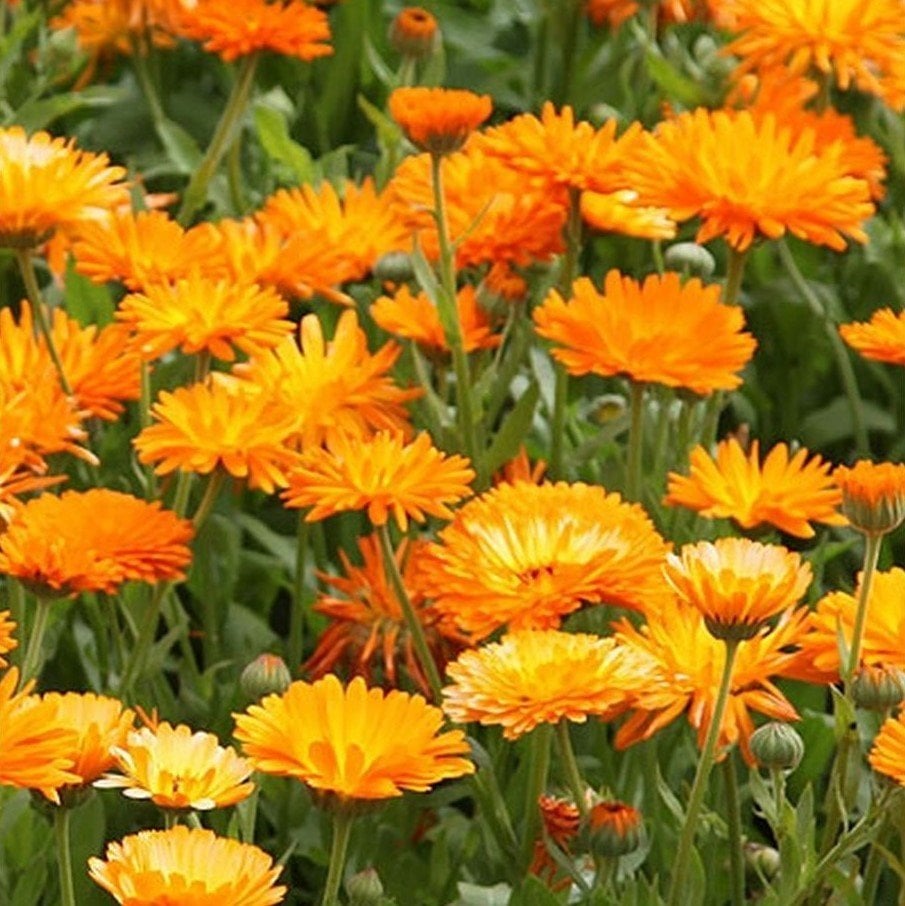 Katmerli Turuncu Double Orange Calendula Aynısafa Çiçeği Tohumu(50 tohum)