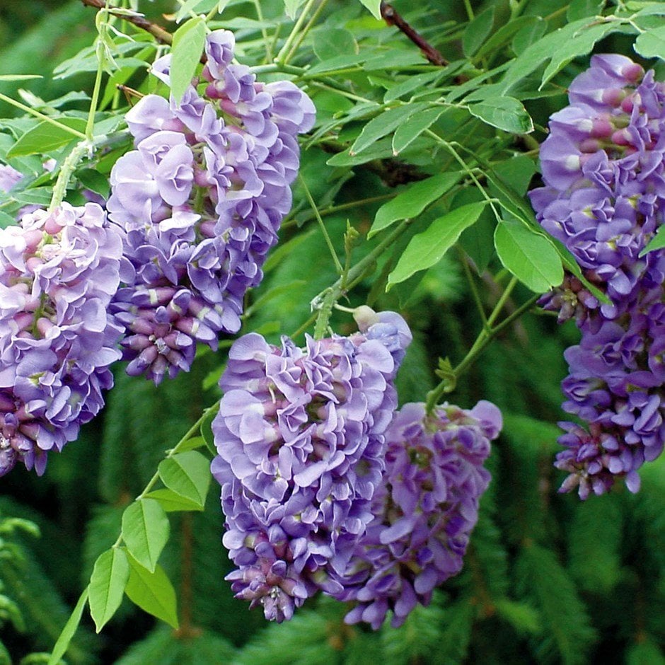 Tüplü Yoğun Kokulu Wisteria Amethyst Falls Fuşya Mor Salkım Fidanı