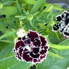 Dianthus Heddewigii Gaiety Karanfil Çiçeği Tohumu (100 adet)