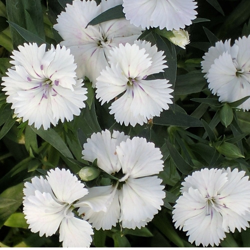 Dianthus Superbus Beyaz Renkli Kokulu Karanfil Çiçeği Tohumu (100 adet)