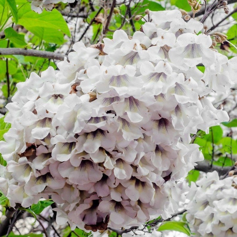 Tüplü Yoğun Kokulu Beyaz Paulownia Fortunei Fidanı (150-250 cm)