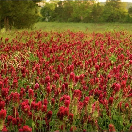 Kırmızı Love Trifolium Çiçeği Tohumu(50 tohum)
