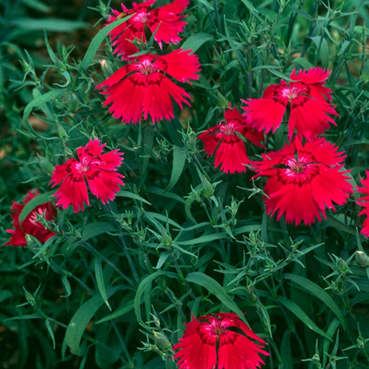 Dianthus Superbus Kırmızı Renkli Kokulu Karanfil Çiçeği Tohumu (100 adet)