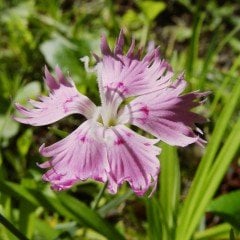 Püsküllü Pembe Pink Dianthus Çiçeği Tohumu (50 adet)