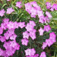 Dianthus Açık Pembe Renkli Çiçeği Tohumu (50 adet)