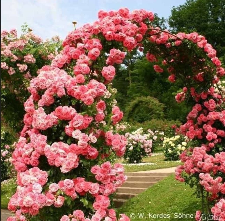 Tüplü Aşılı Kokulu Yediveren Pembe Rosarium Uetersen  Sarmaşık Gül Fidanı