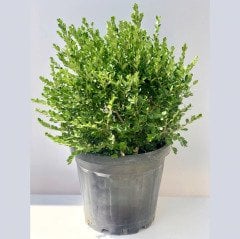 Buxus Sempervirens Rotundifolia Şimşir Fidesi (5 Adet)