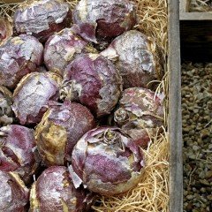 Hyacinth Mix Karışık Renkli Sümbül Soğanı (5 Adet)